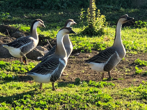 I Nostri Animali